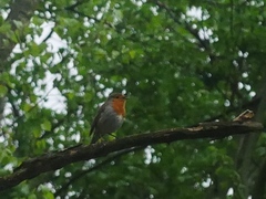 Erithacus rubecula