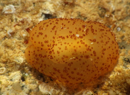 Photo of Martens' berthella (Berthella martensi)