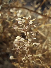Lepidium montanum