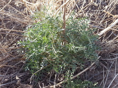 Lepidium montanum