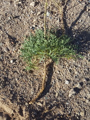 Lepidium montanum