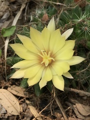 Mammillaria sphaerica