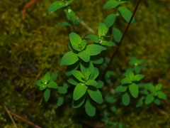 Hypericum perforatum
