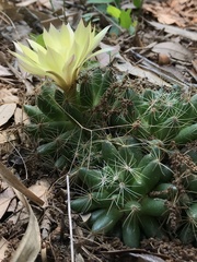 Mammillaria sphaerica