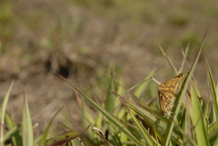 Taractrocera ceramas