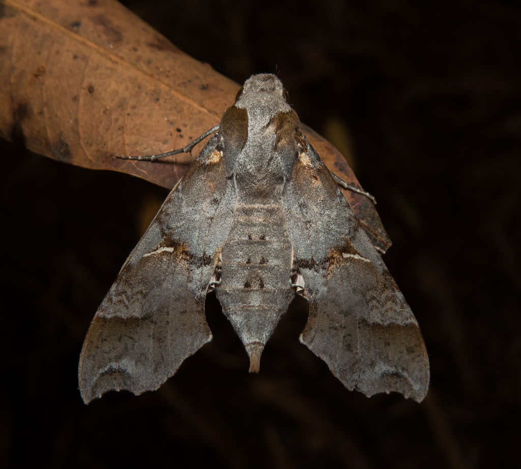 Callionima grisescens