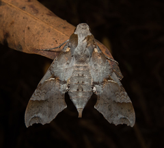 Callionima grisescens