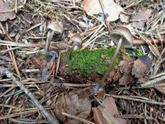 Mycena plumipes