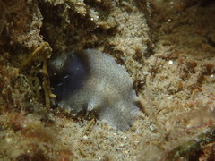 Acotylea
