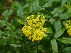 Berberis aquifolium