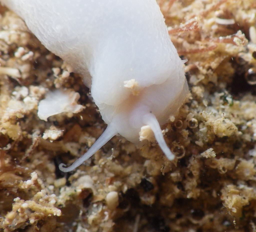 Neritopsoidea
