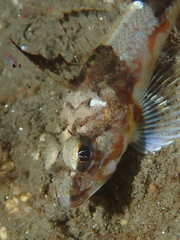 Chitonotus pugetensis