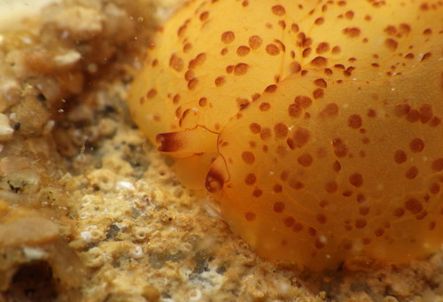 Photo of Martens' berthella (Berthella martensi)