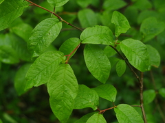 Prunus padus