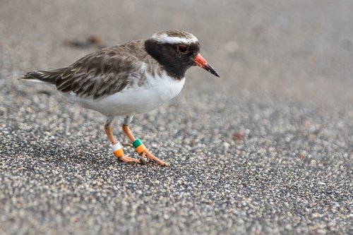 Shore Plover (Thinornis novaeseelandiae)