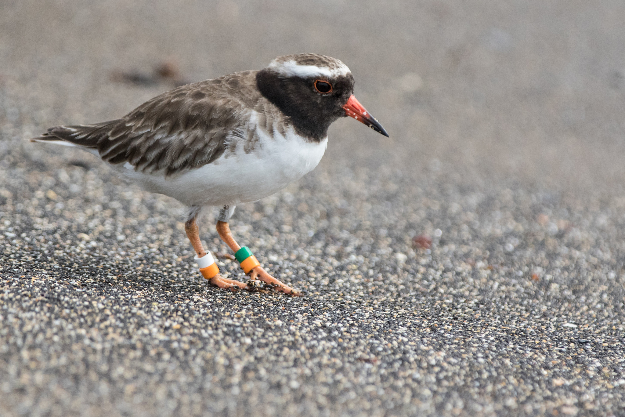 Shore Plover illustration