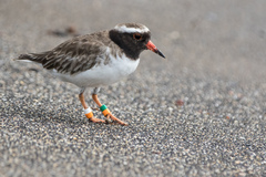 Thinornis novaeseelandiae