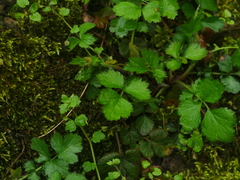 Geum urbanum