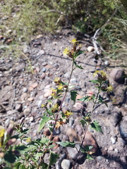 Austrobrickellia patens