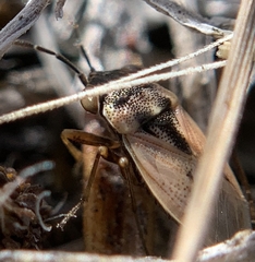 Geocoris pallens