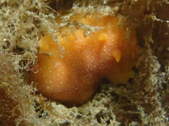 Doriopsilla albopunctata