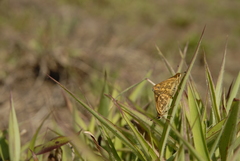 Taractrocera ceramas