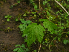 Acer pseudoplatanus