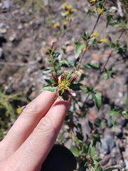Austrobrickellia patens
