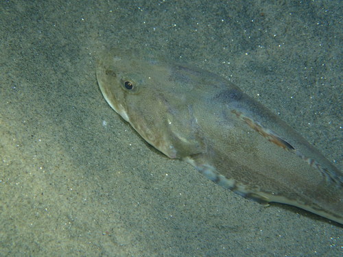 Pacific Staghorn Sculpin