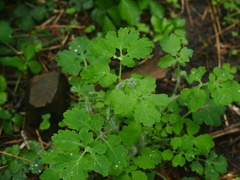 Chelidonium majus