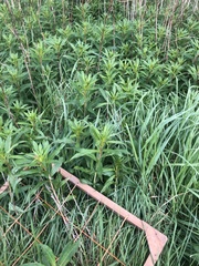 Chamaenerion angustifolium