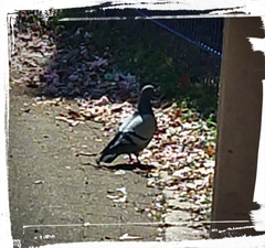 Columba livia domestica