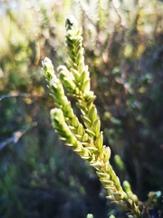 Gnidia oppositifolia