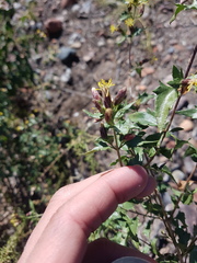 Austrobrickellia patens
