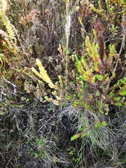 Gnidia oppositifolia