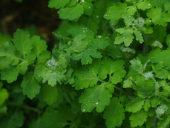 Chelidonium majus