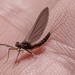 Angler's Prong-gilled Mayfly - Photo (c) alicia penney, some rights reserved (CC BY), uploaded by alicia penney