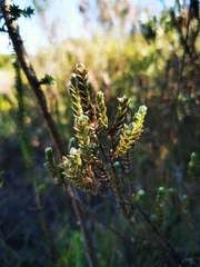 Gnidia oppositifolia