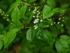 Prunus padus