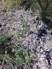 Austrobrickellia patens