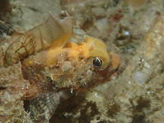 Threadfin Sculpin photo 1