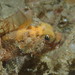 Threadfin Sculpin - Photo (c) Stefanie, some rights reserved (CC BY-NC), uploaded by Stefanie