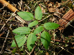 Aegopodium podagraria