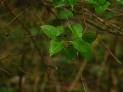 Ligustrum vulgare