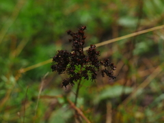 Hypericum perforatum