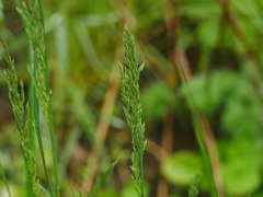 Festuca rubra