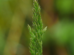 Festuca rubra