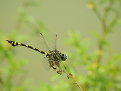 Ictinogomphus rapax
