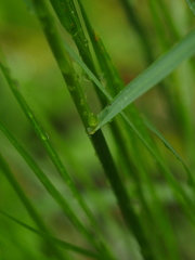 Festuca rubra