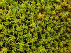 Syntrichia virescens